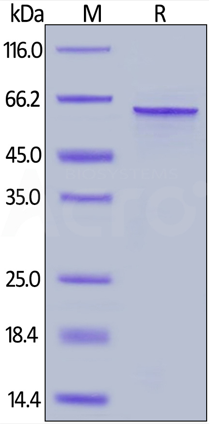 Human Tau-441 / 2N4R Protein