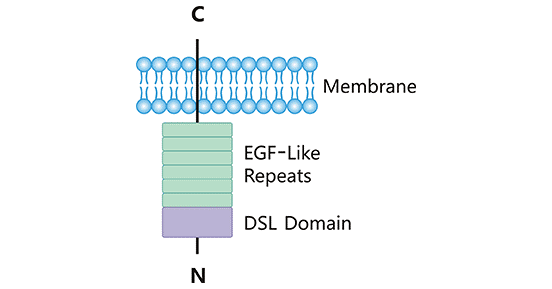 DLL3 structure