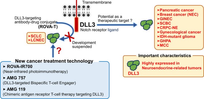 DLL3 in malignant tumors