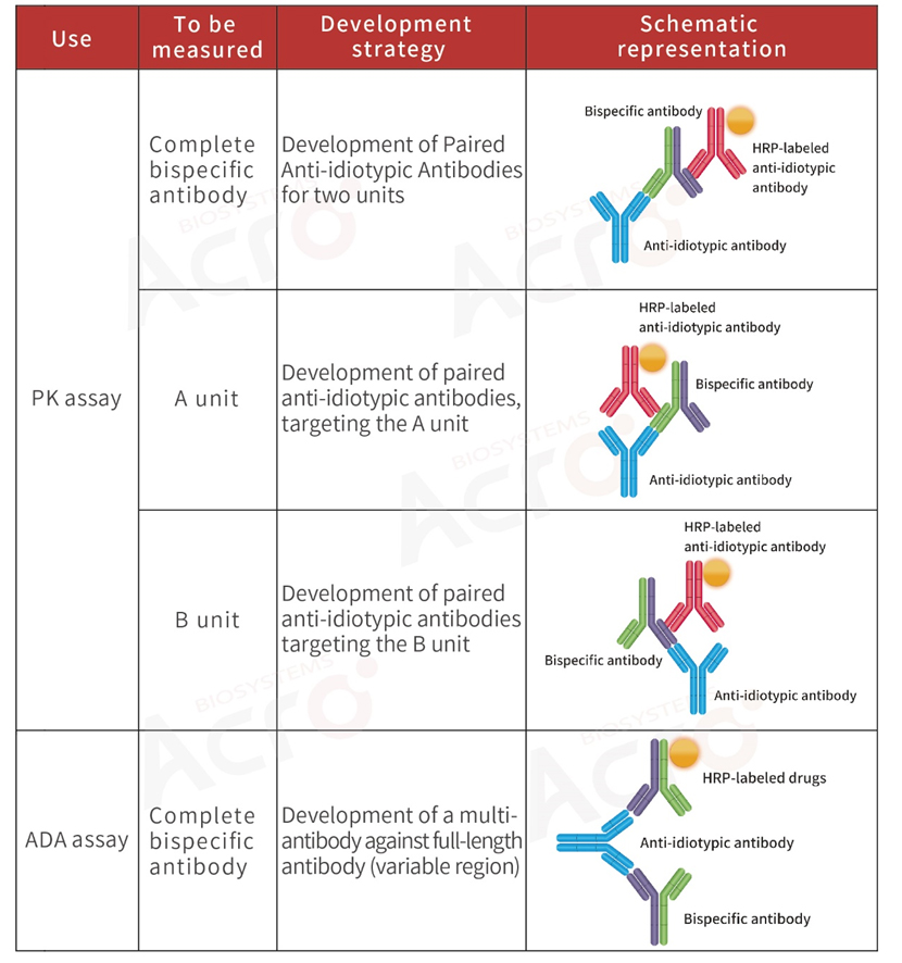 Development strategy of anti-idiotypic antibody for bispecific antibody