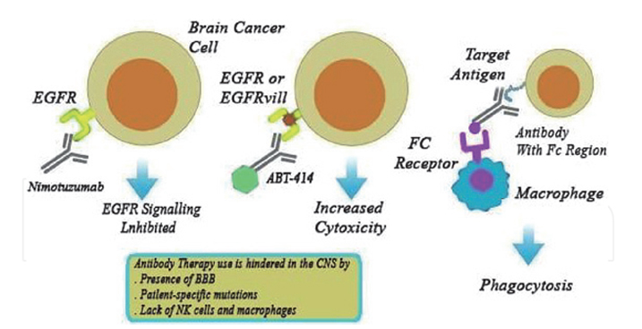 Mechanism of anti-EGFR monoclonal antibody in the treatment of brain tumors