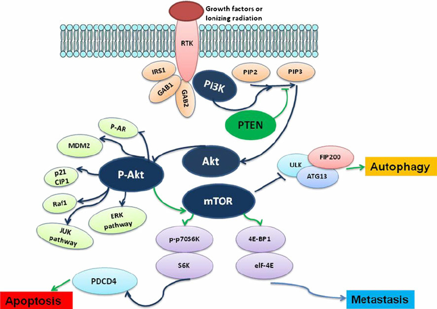 The role of PI3K-AKT-mTOR signaling pathway in the regulation of tumor metastasis, apoptosis, and autophagy