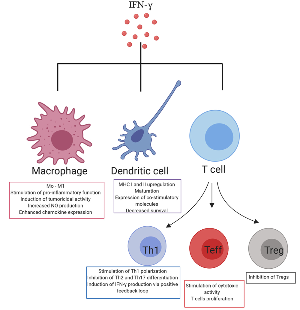 The interaction of IFN-γ with immune cells