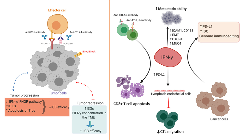 Pro-tumor and anti-tumor effects of IFN-γ