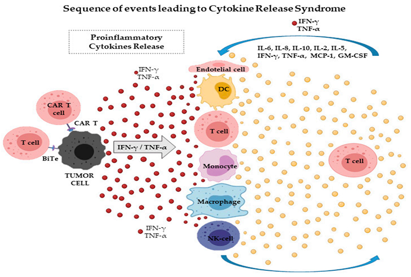 CAR-T cells target tumor cells and induce the release of cytokines such as IFN-γ