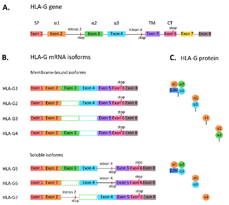 Subtypes of HLA-G