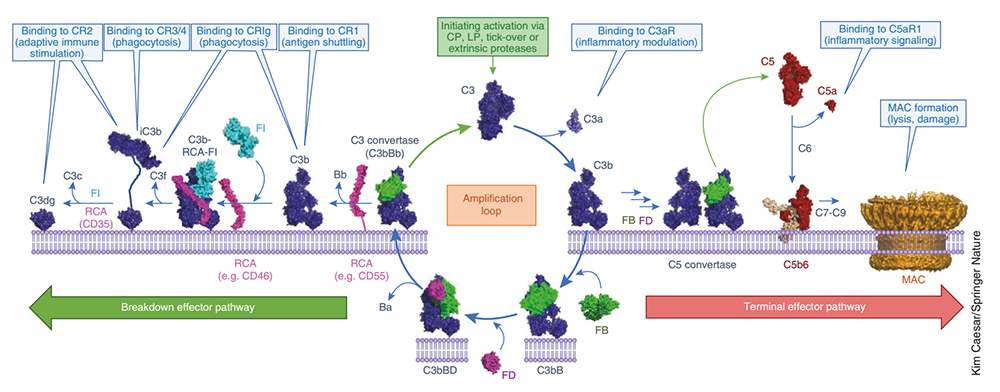 Molecular mechanism of C3-mediated complement activation, amplification, and effector molecule production