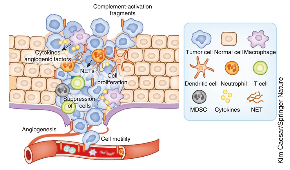 The role of complement in cancer