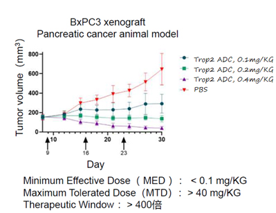 The monotherapy inhibits pancreatic cancer tumor growth significantly