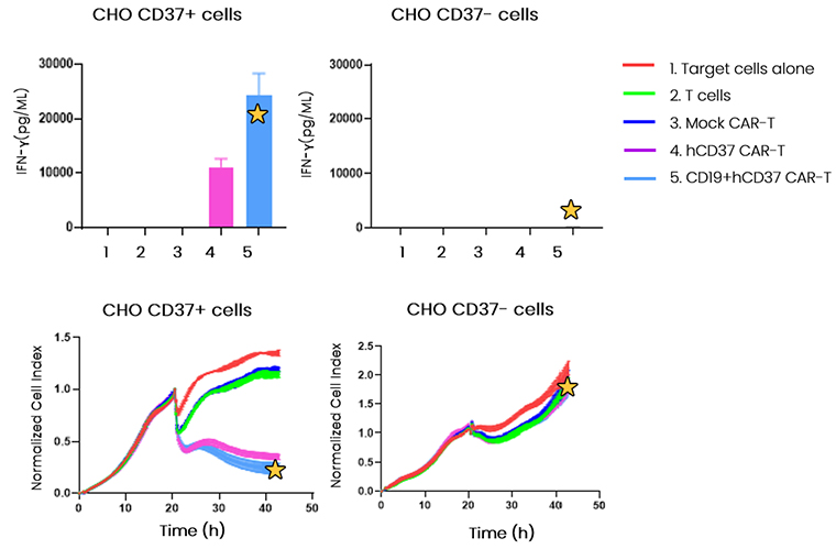 Specific cell killing activity and high cytokine production on CD37 positive cancer cell