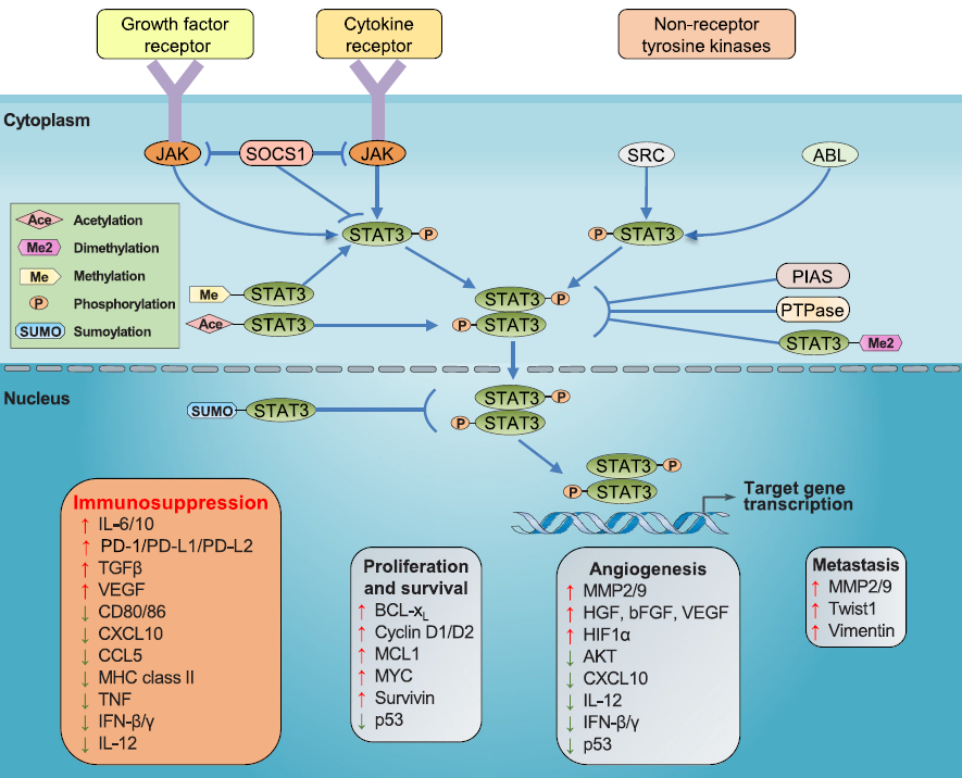 STAT3 signaling pathway