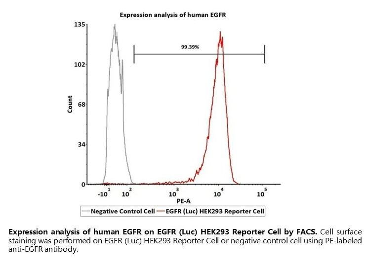Expression analysis of human EGFR on EGFR (Luc) HEK293 Reporter Cell by FACS.