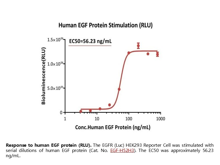 Response to human EGF protein (RLU)