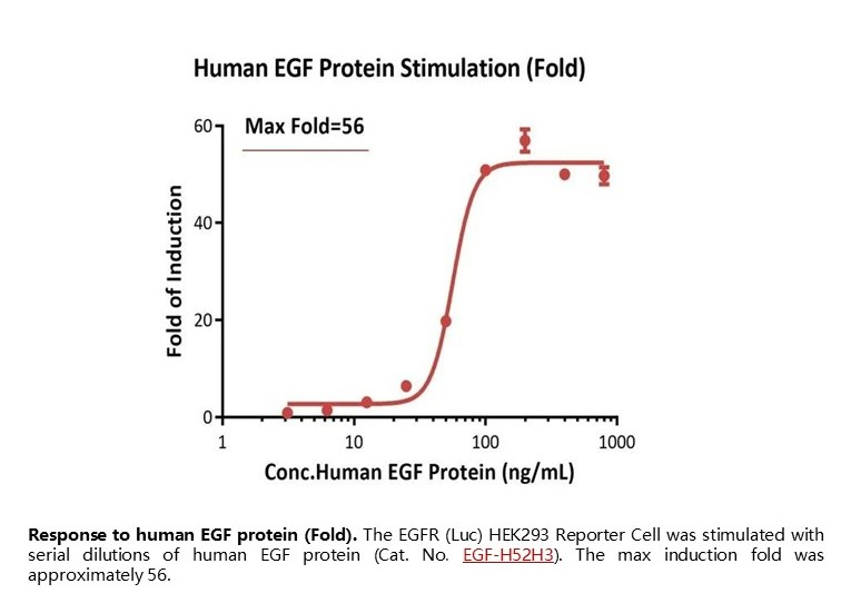 Response to human EGF protein (Fold)