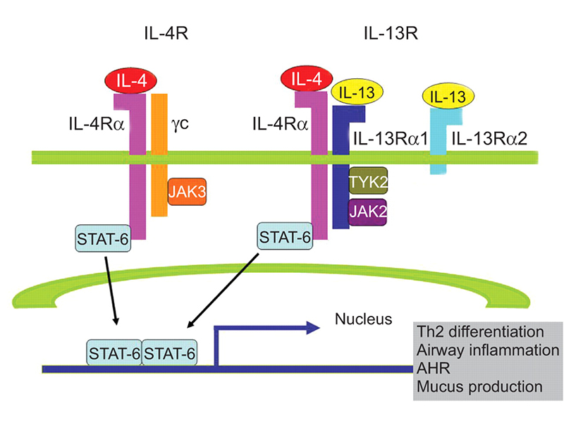 IL-4R cellular pathway