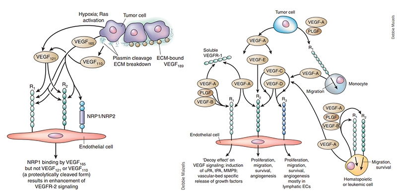 Interaction of VEGF with receptors