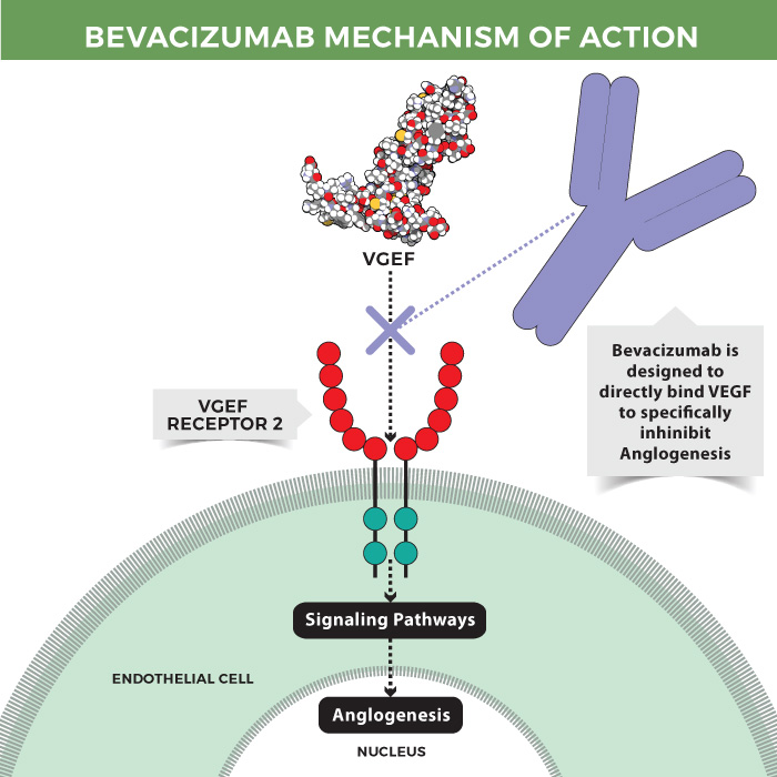 Mechanism of action of bevacizumab