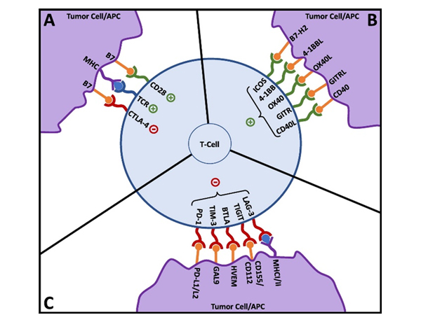 T-cell activation and co-signaling. Reproduced from Fares, et al. 