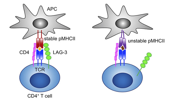LAG-3 selectively binds to stable pMHCII and inhibits the activation of CD4+ T cells that recognize stable pMHCII.