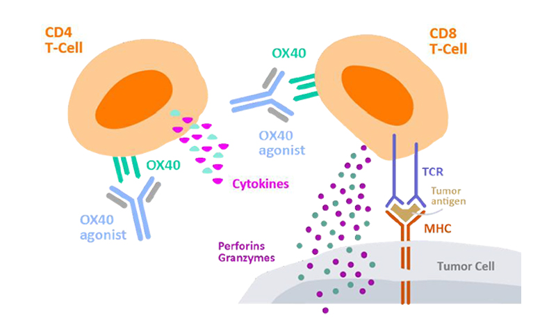 Cytokine secretion by CD4+ T cells to measure cell activation.