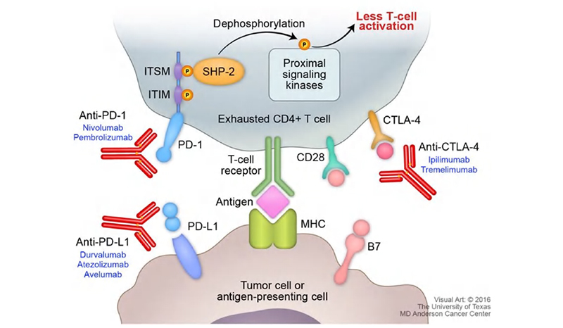 Figure on PD-1 pathway with cytokine secretion.