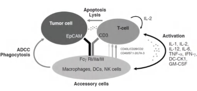 ADCC mechanism of action triggered by bispecific antibodies.