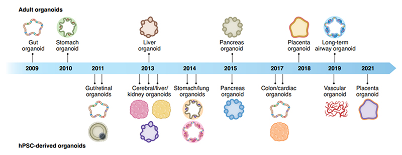 Organoid discovery of their corresponding organs through the years.