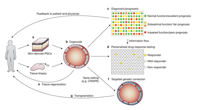 Various applications of organoids for disease research, drug development, and personalized medicine.