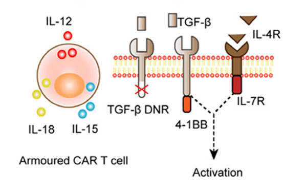 Armored CAR-T cell that utilizes self-secretion of cytokines to promote immune activation within the TME.