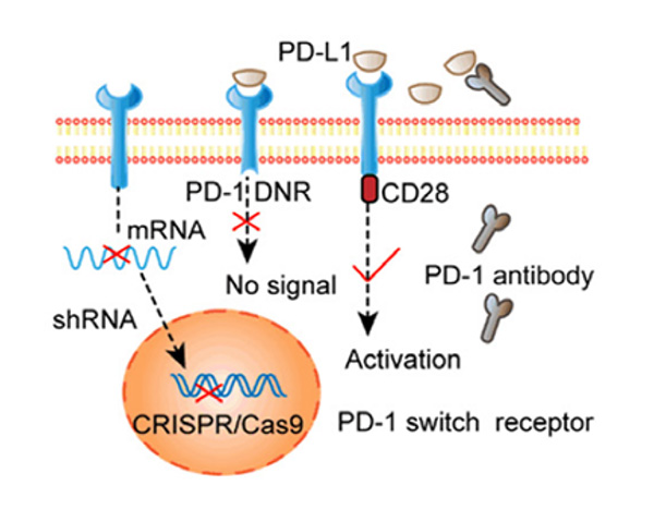 Selective activation of PD-1 signaling through electrotransfection encoded sgRNA and Cas9 knockout PD-1 T cells. 