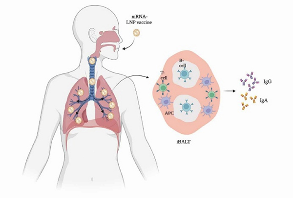 Mucosal immune response in the lung after vaccination through novel mRNA inhaled vaccine.
