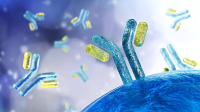 Facilitating Antibody  Development with Recombinant Antibody Services