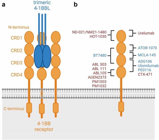 CD40 and its agonistic antibodies