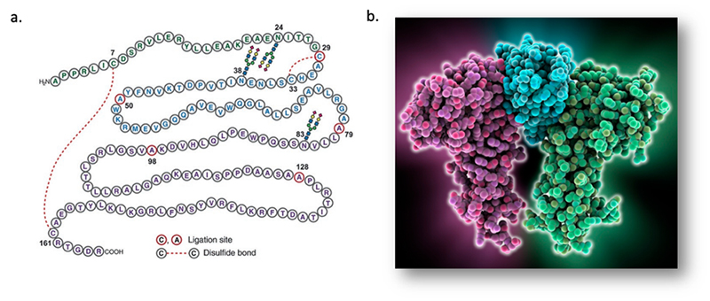 Human Erythropoietin and its use in LNP-mediated mRNA Drug Discovery