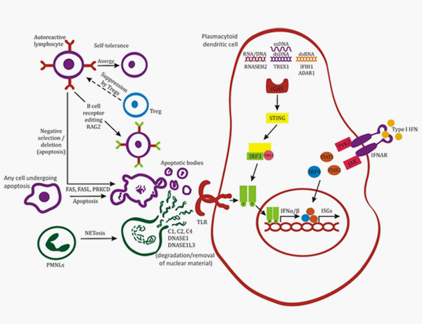 Primary Pathways in the Pathogenesis of SLE
