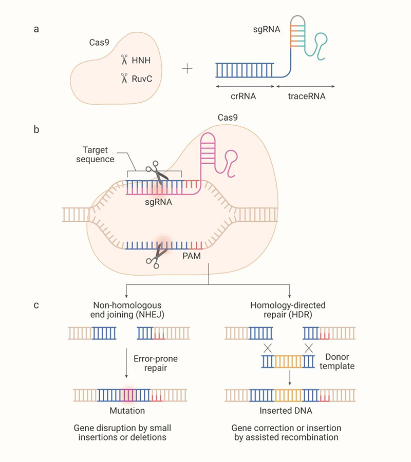 CRISPR-Cas9 mechanism of action