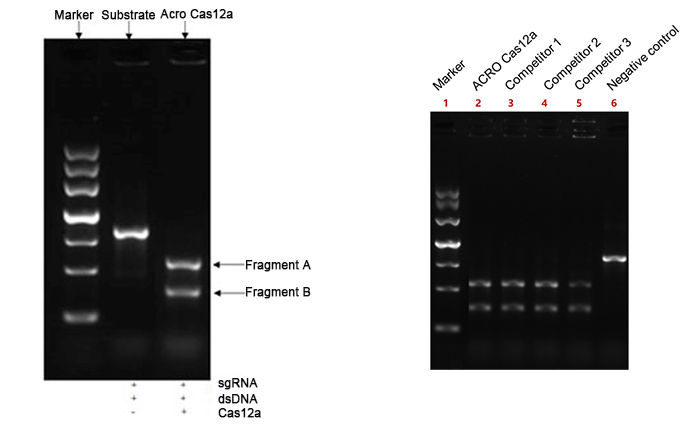 Cas12a Nuclease substrate cutting efficiency above 90%