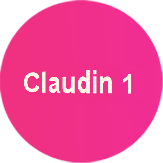 Claudin 18.1