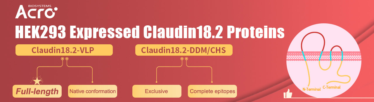 4回膜貫通型タンパク質Claudin18.2（HEK293に発現）