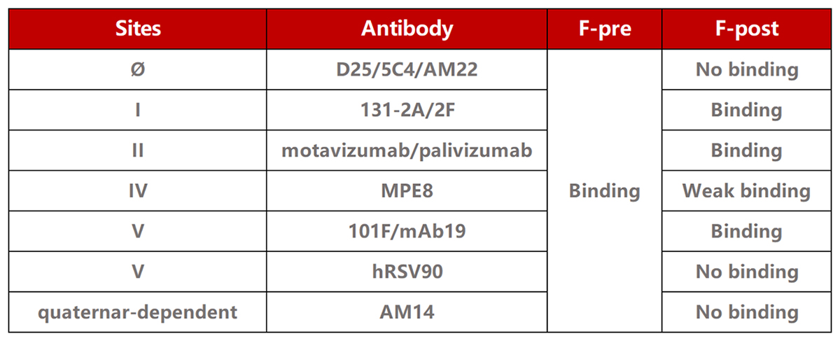 The epitopes of RSV-F protein and antibody binding