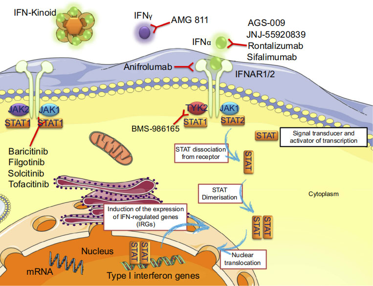 Mechanism of action of a drug targeting IFN (Anifrolumab)