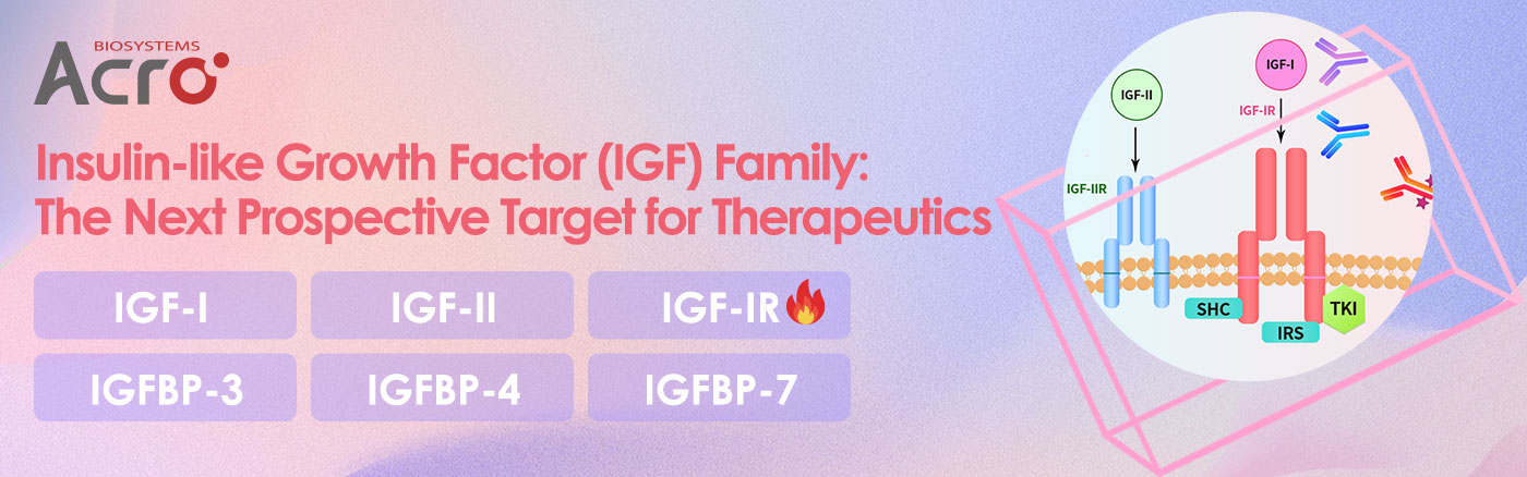 Familie der Insulinähnlichen Wachstumsfaktoren (IGF)