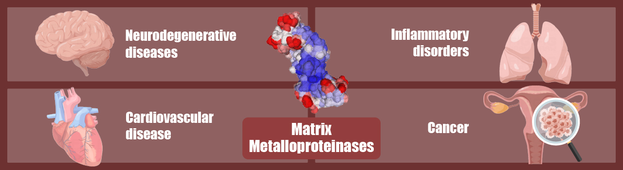 Matrix-Metalloproteinasen