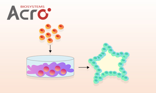 Matrigengelによる 2D および 3D 細胞培養のサポート