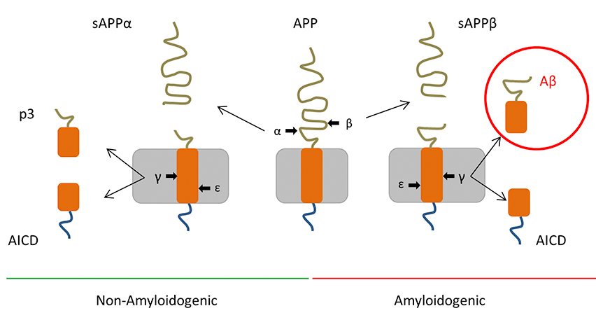 Schematic presentation of the APP proteolytic processes