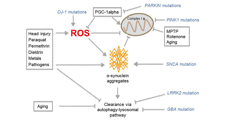 Multiple pathways that influence the onset of PD