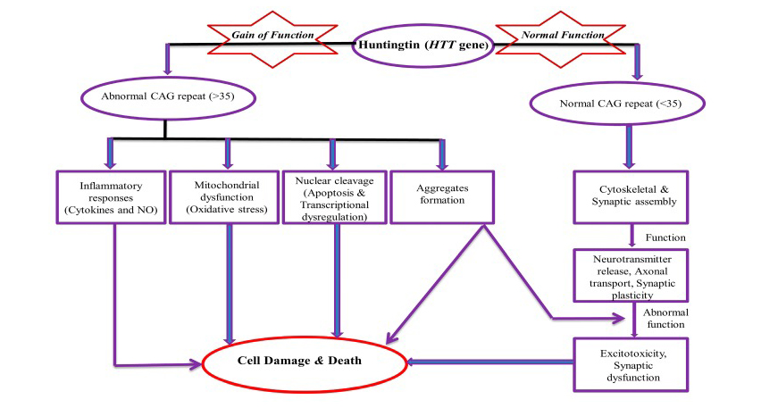 Mechanism of Toxicity of Huntingtin (HTT) gene