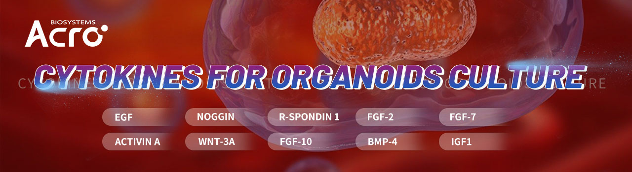 Cytokines for Organoid Culture