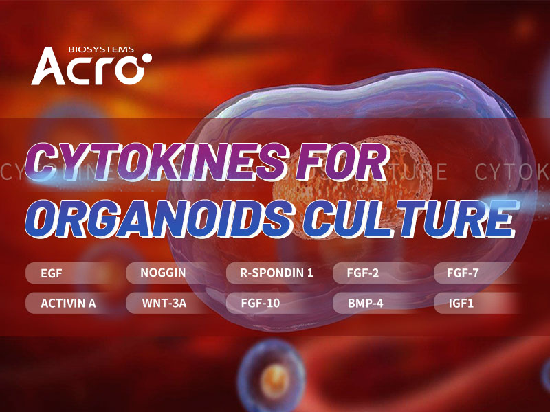 Cytokines for Organoid Culture
