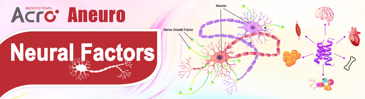 Aneuro | Factores neuronales